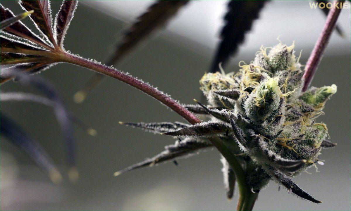 IMG 4956