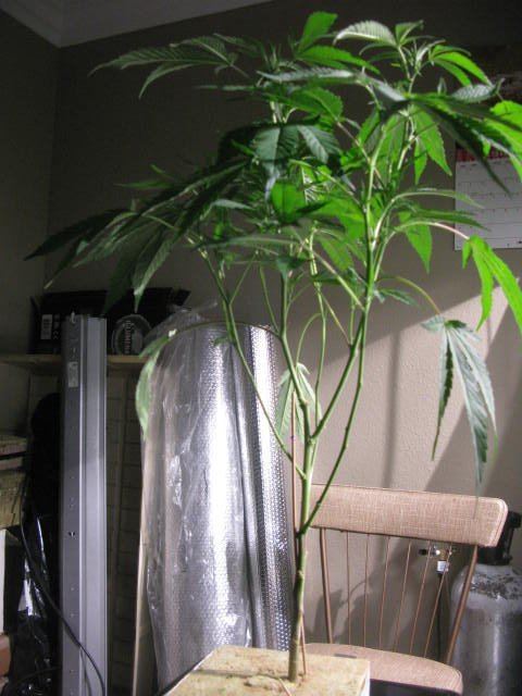 IMG 4981