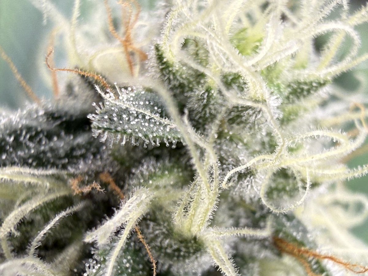 IMG 5006