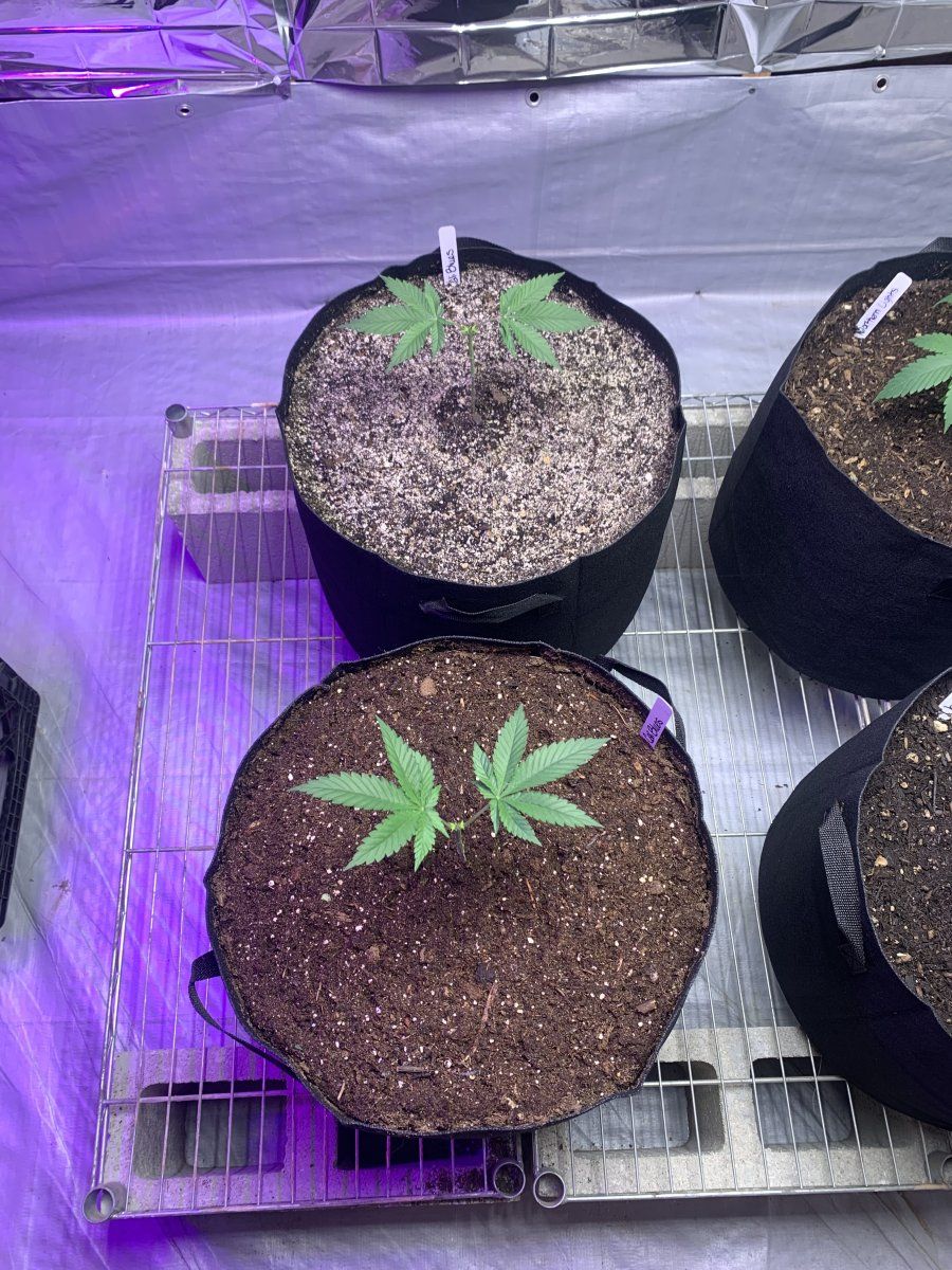 IMG 5074