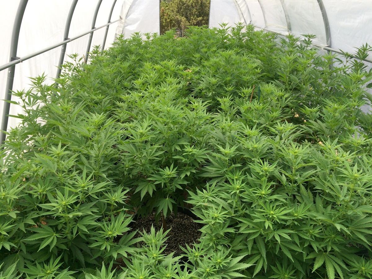 IMG 5084
