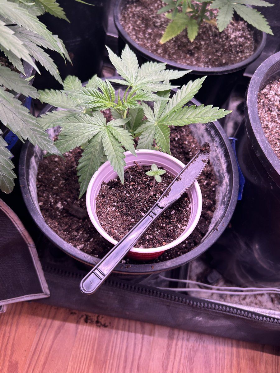 IMG 5227