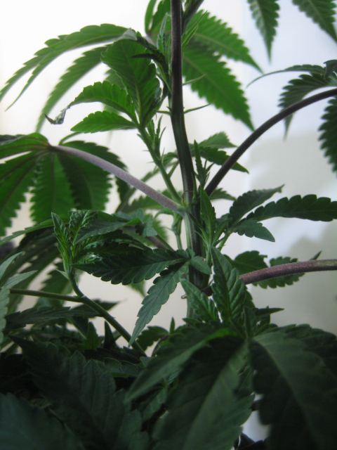 IMG 5378