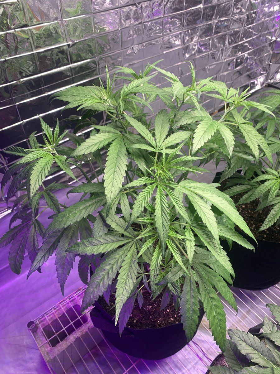 IMG 5434