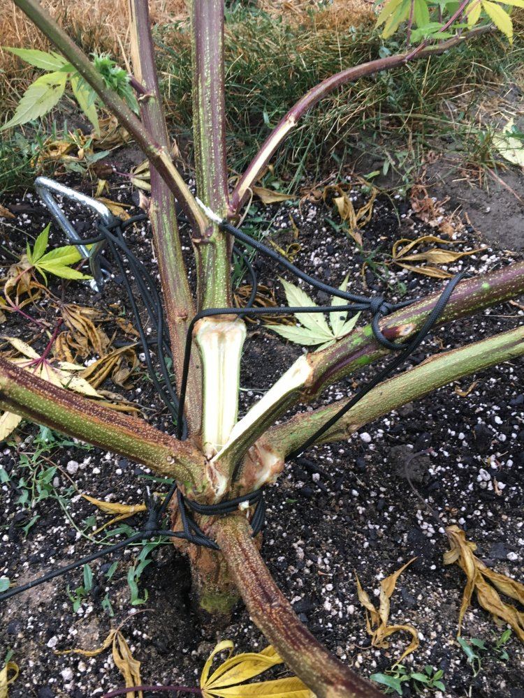 IMG 5541