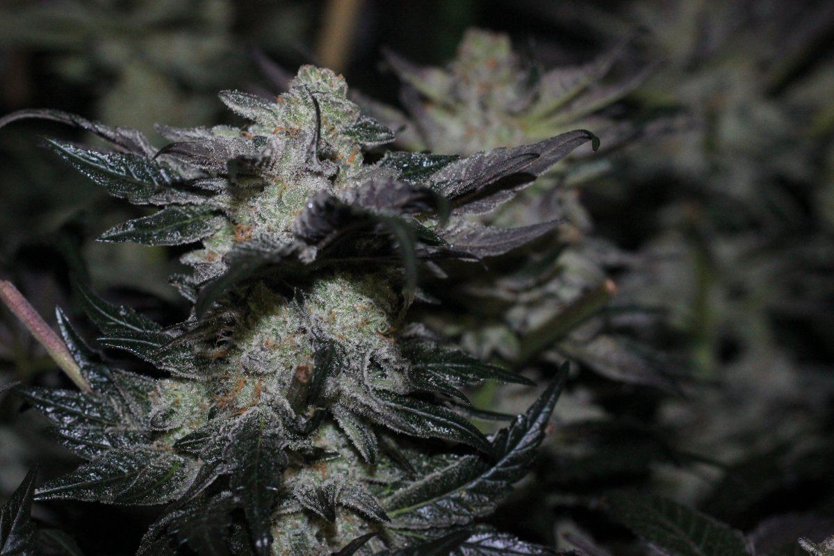 IMG 5555