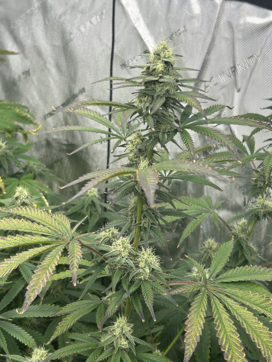 IMG 5562