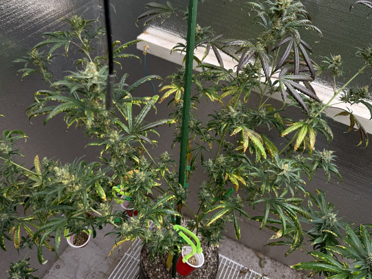 IMG 5580