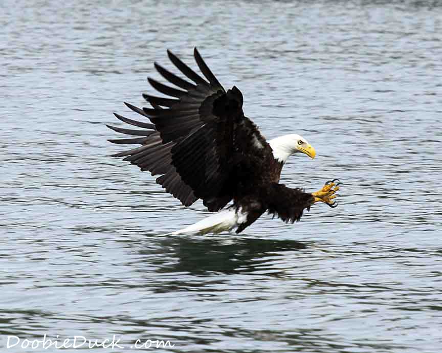 IMG 5662 Bald Eagle C K W