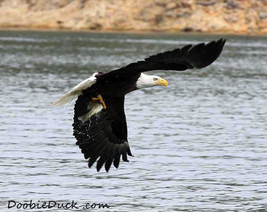 IMG 5666 Bald Eagle C K W