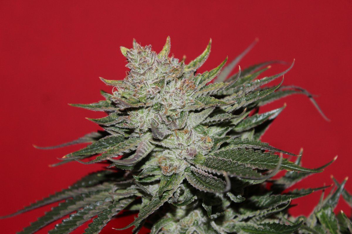 IMG 5793