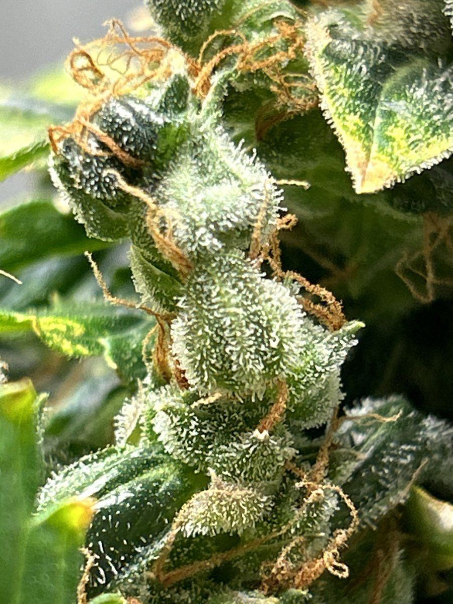 IMG 5858