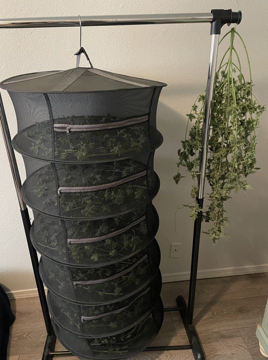 IMG 5915