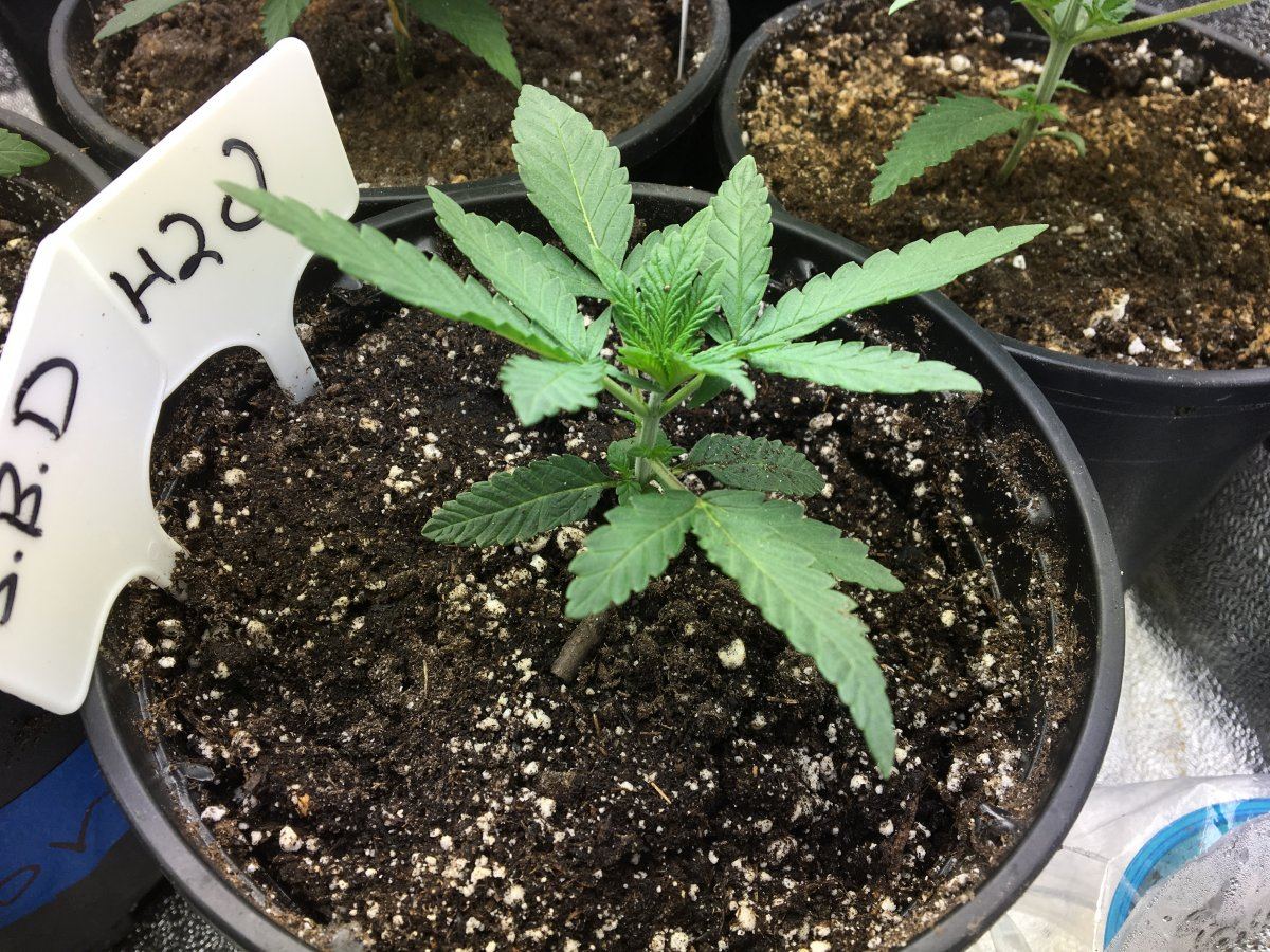 IMG 5939
