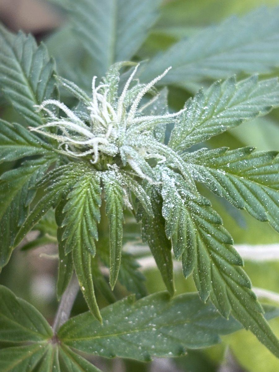 IMG 5951