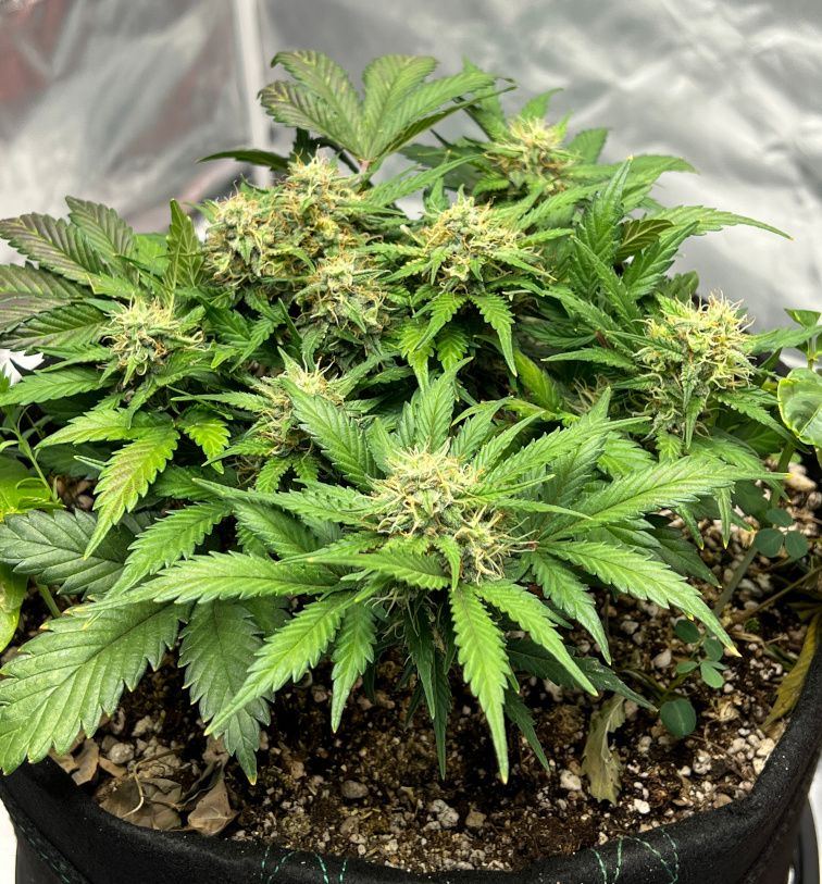 IMG 6088