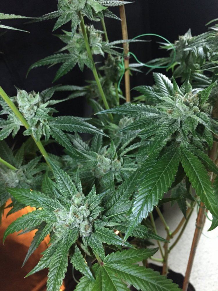 IMG 6317