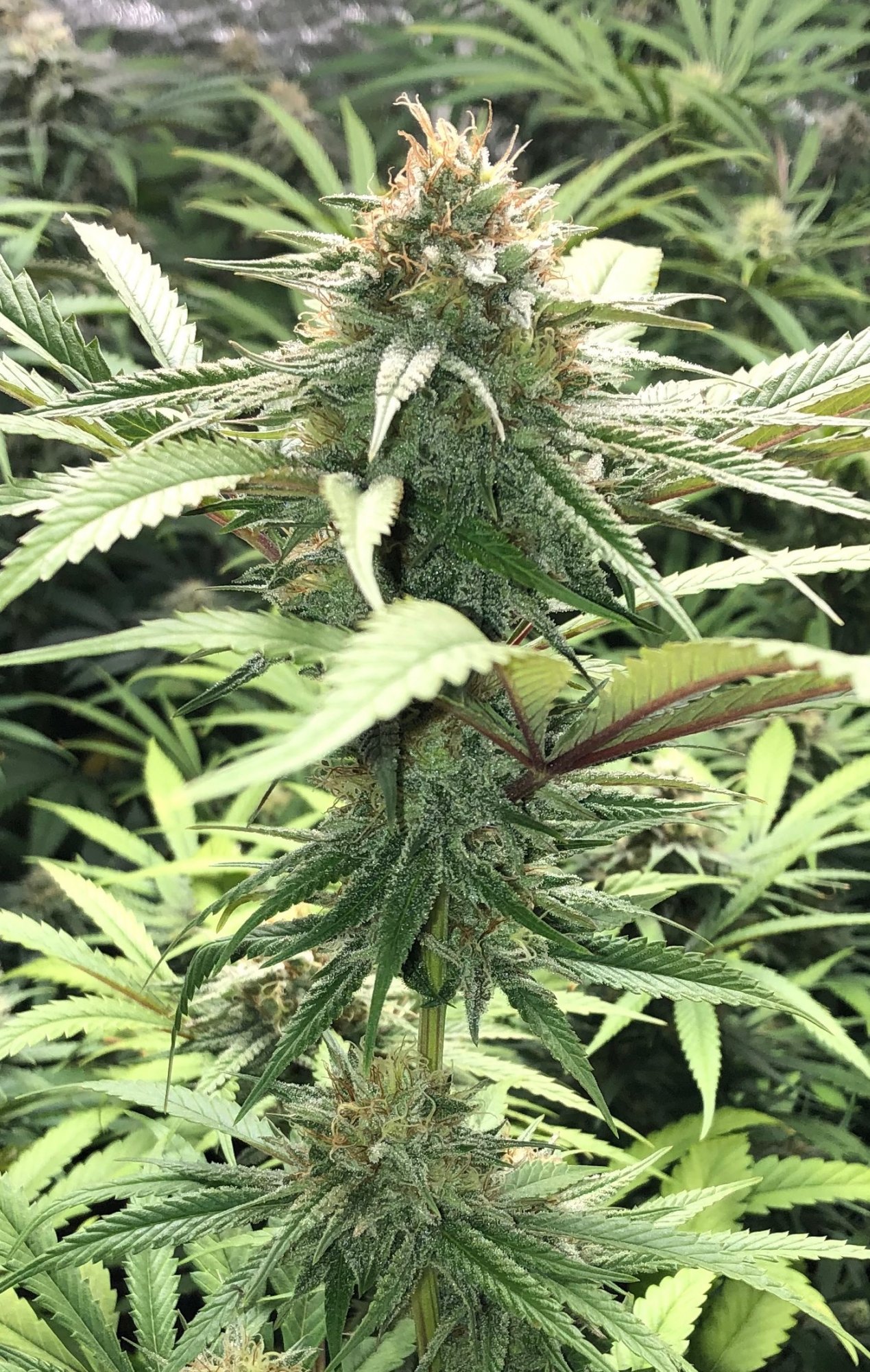 IMG 6352 cu