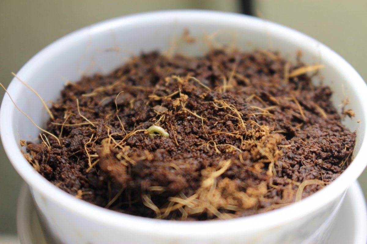 IMG 6470