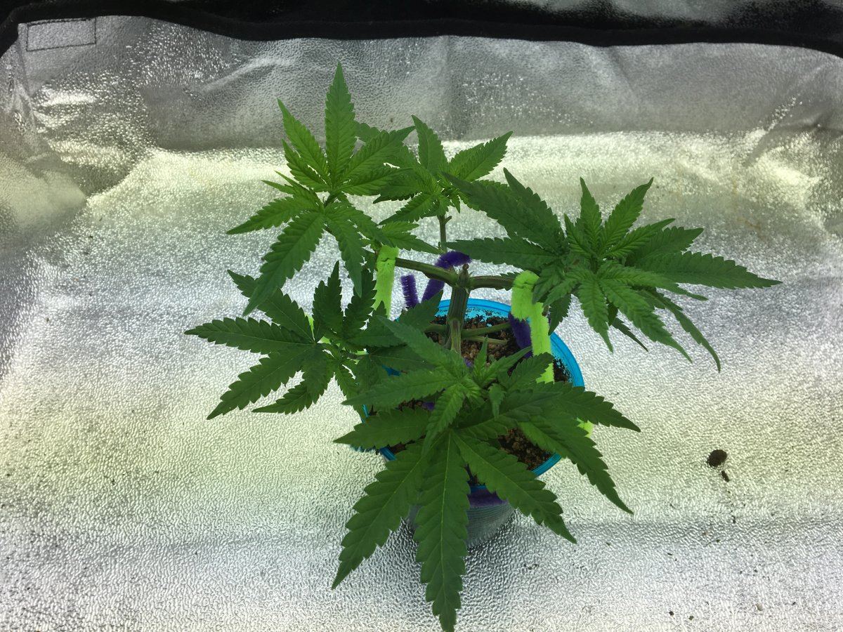 IMG 6486