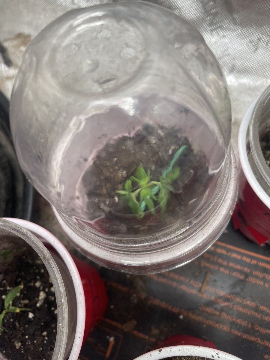 IMG 6693