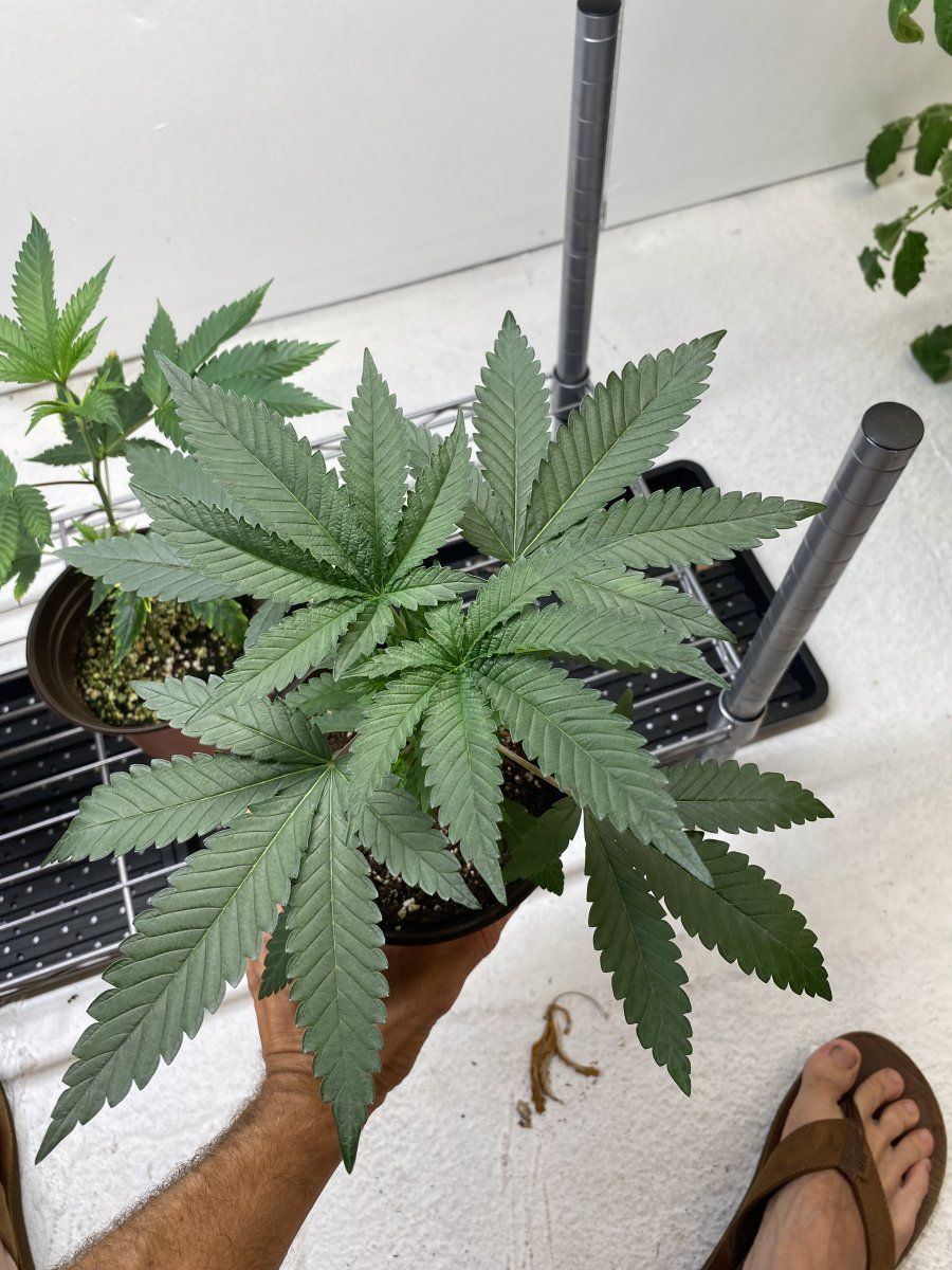 IMG 6743