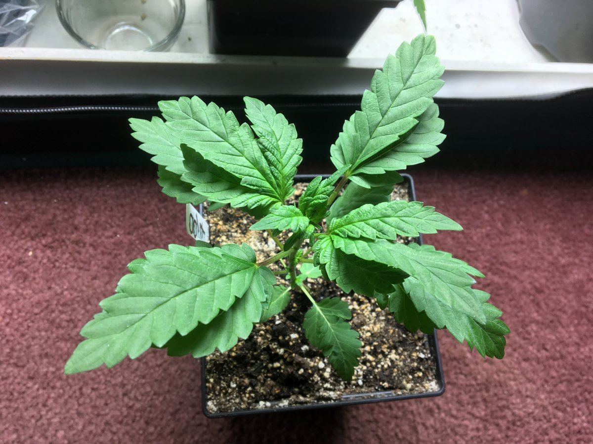 IMG 7019