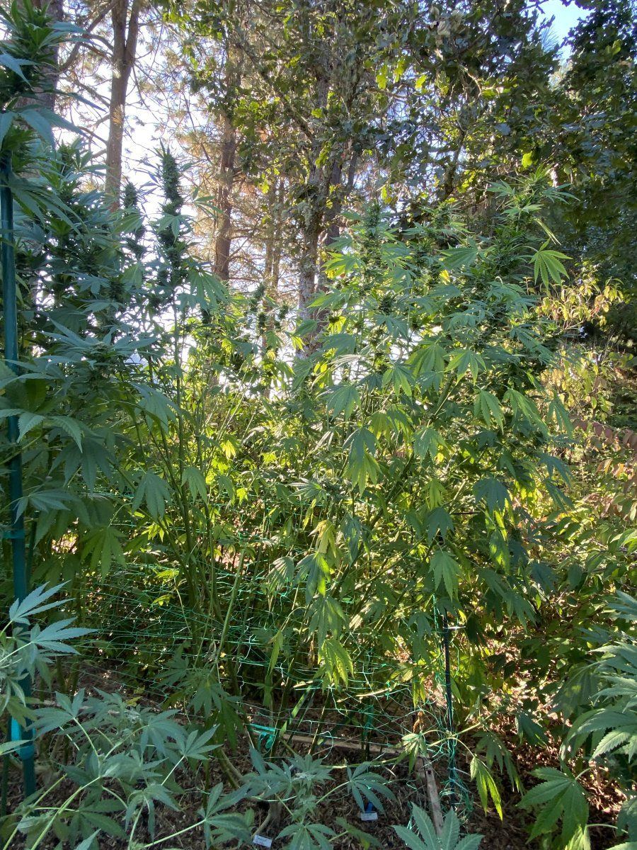 IMG 7044