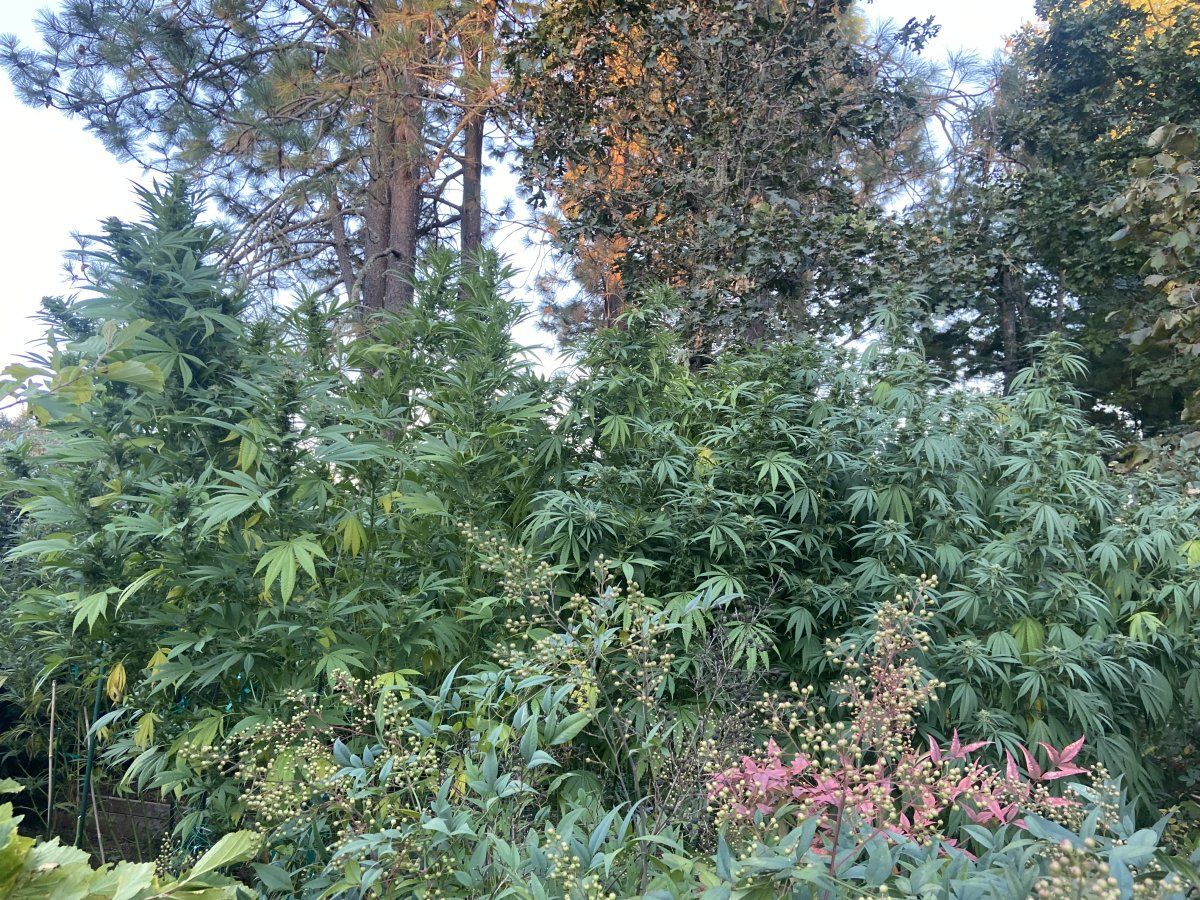 IMG 7067