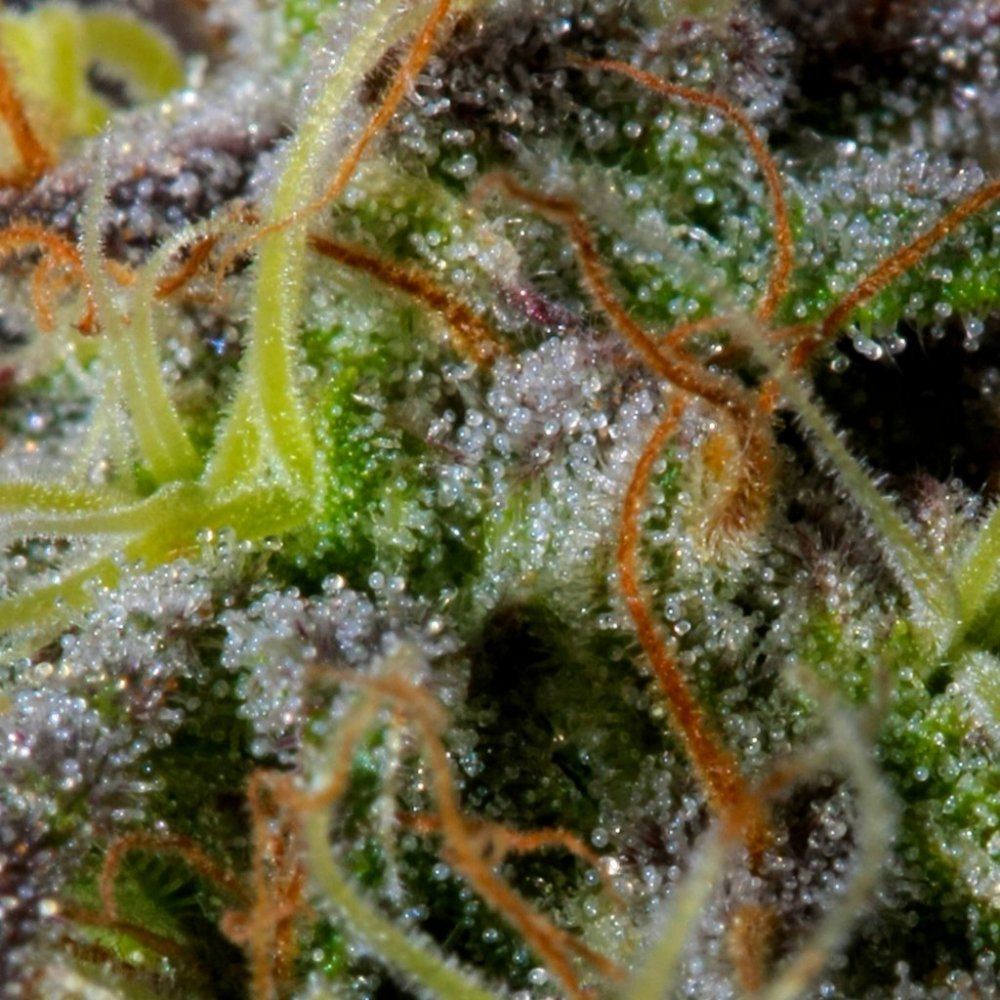 IMG 7142   Version 2