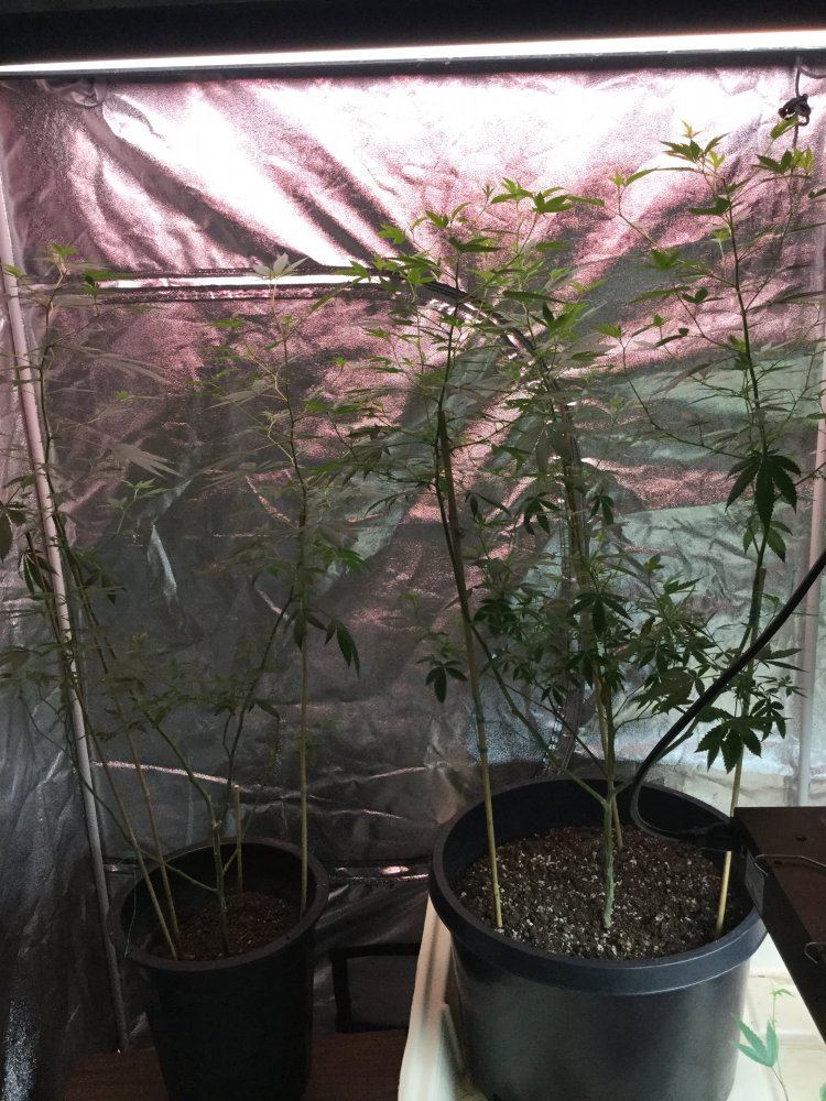 IMG 7316