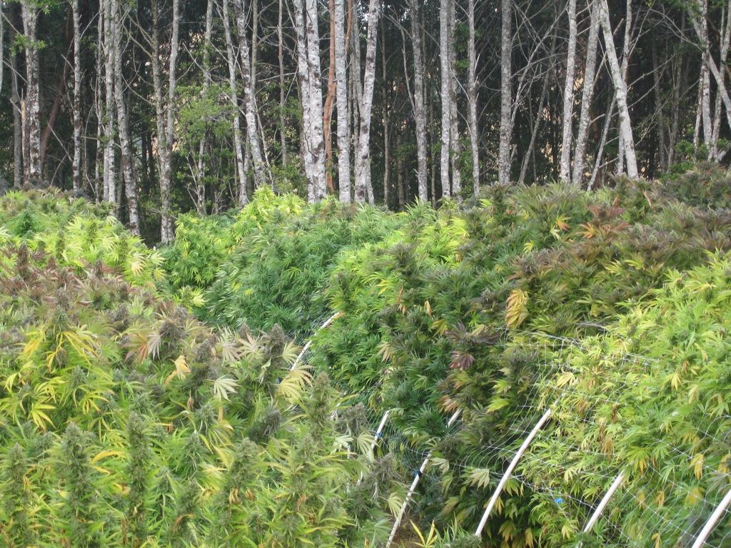 IMG 7335