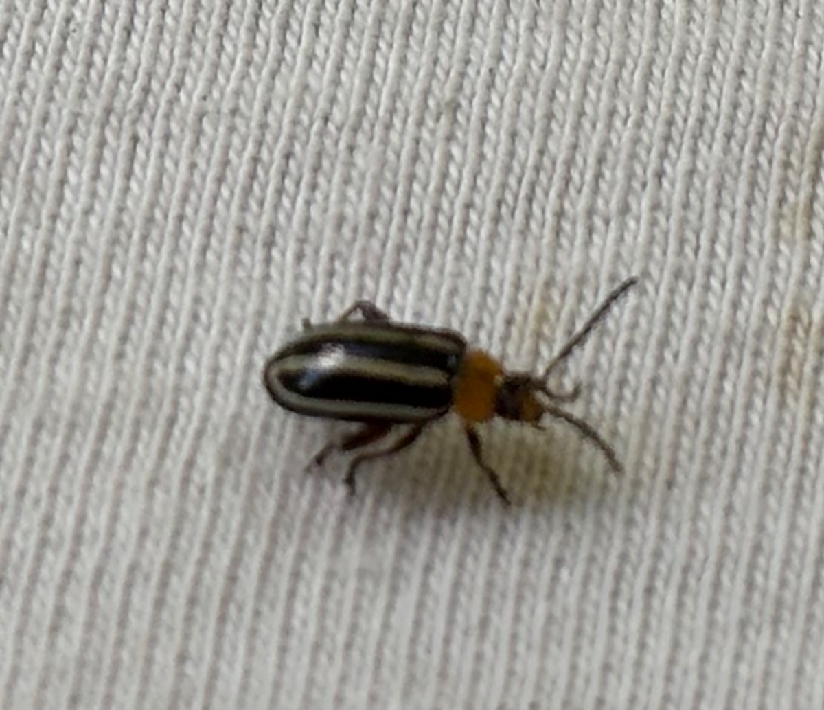 IMG 7434