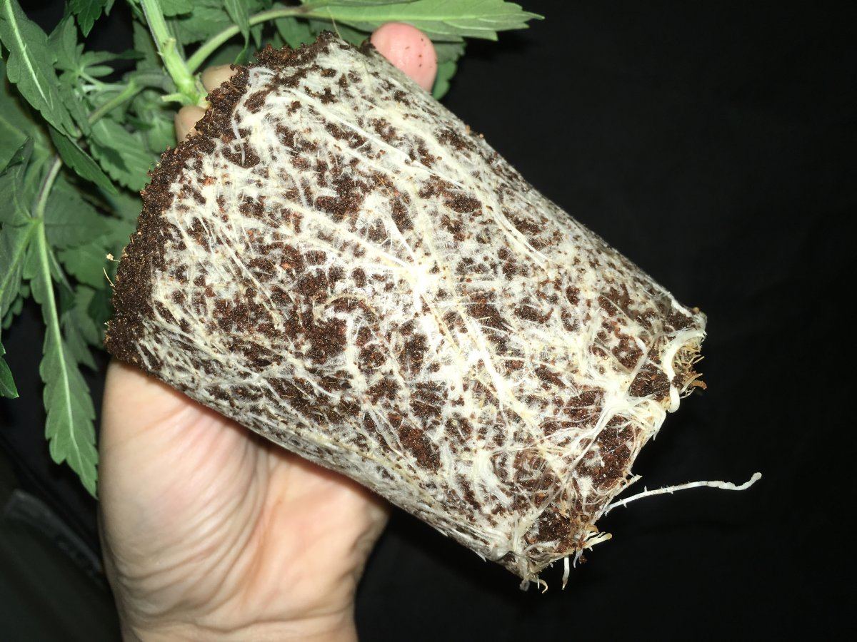 IMG 7469