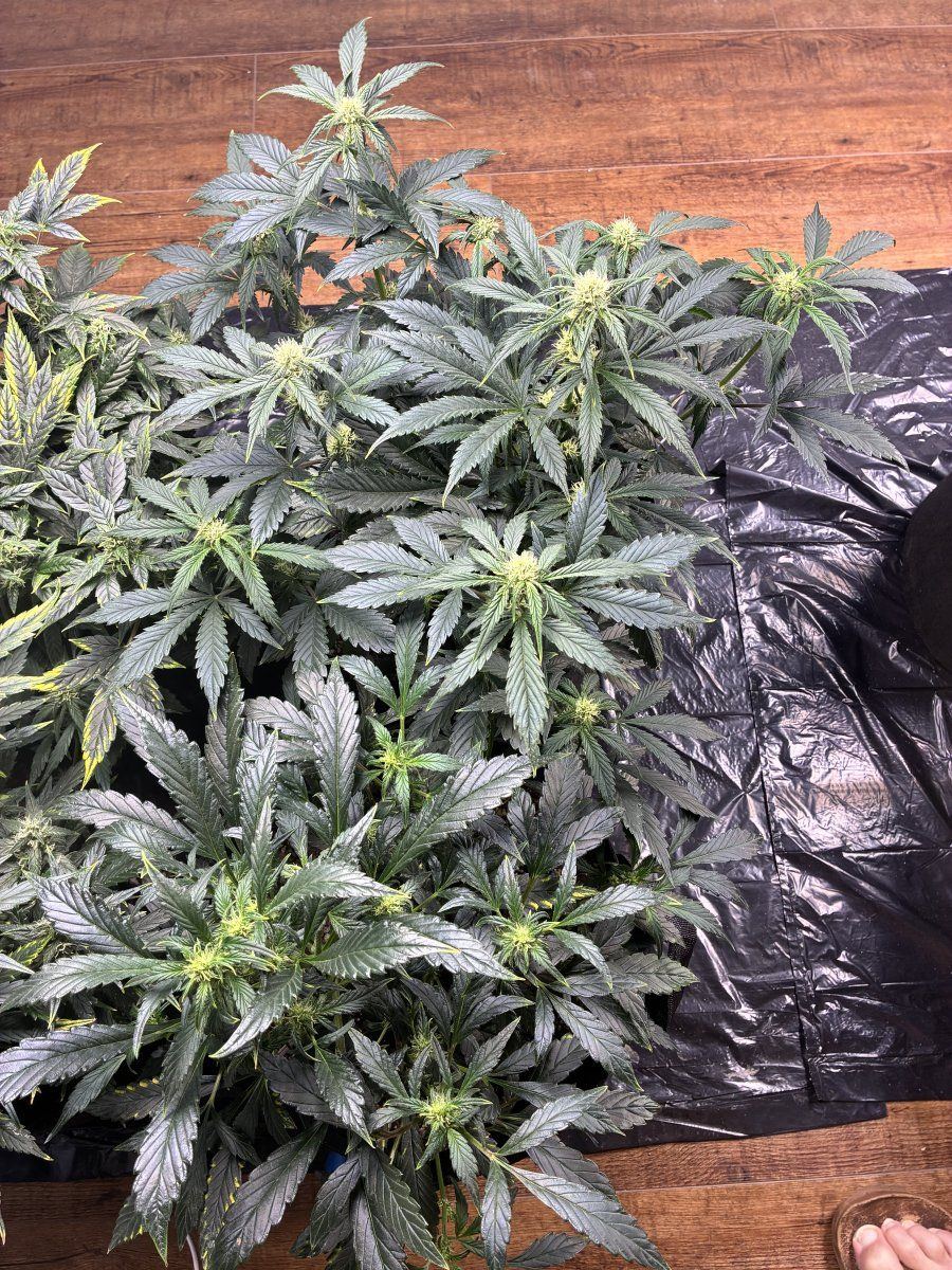 IMG 7503