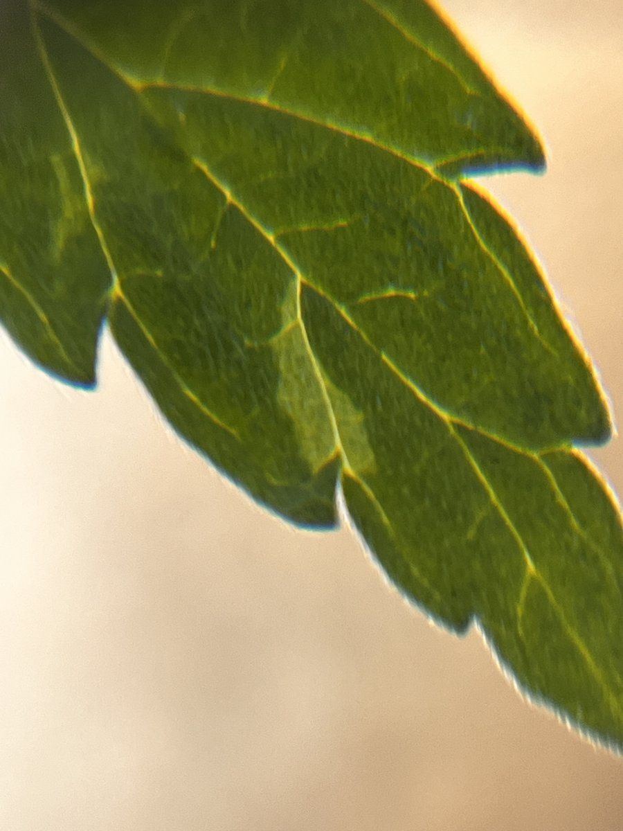 IMG 7506