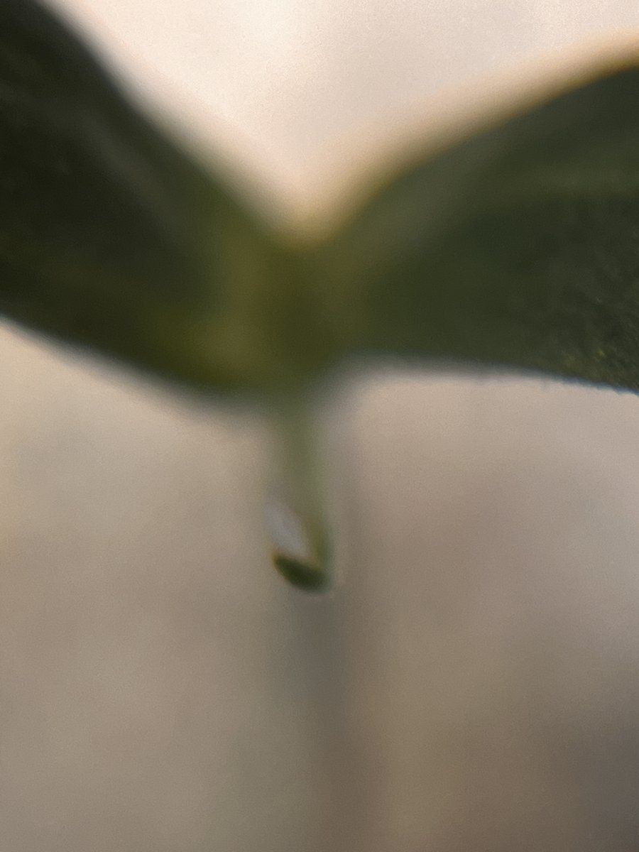 IMG 7508
