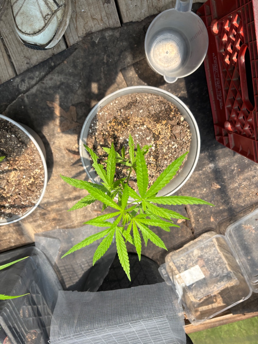 IMG 7520