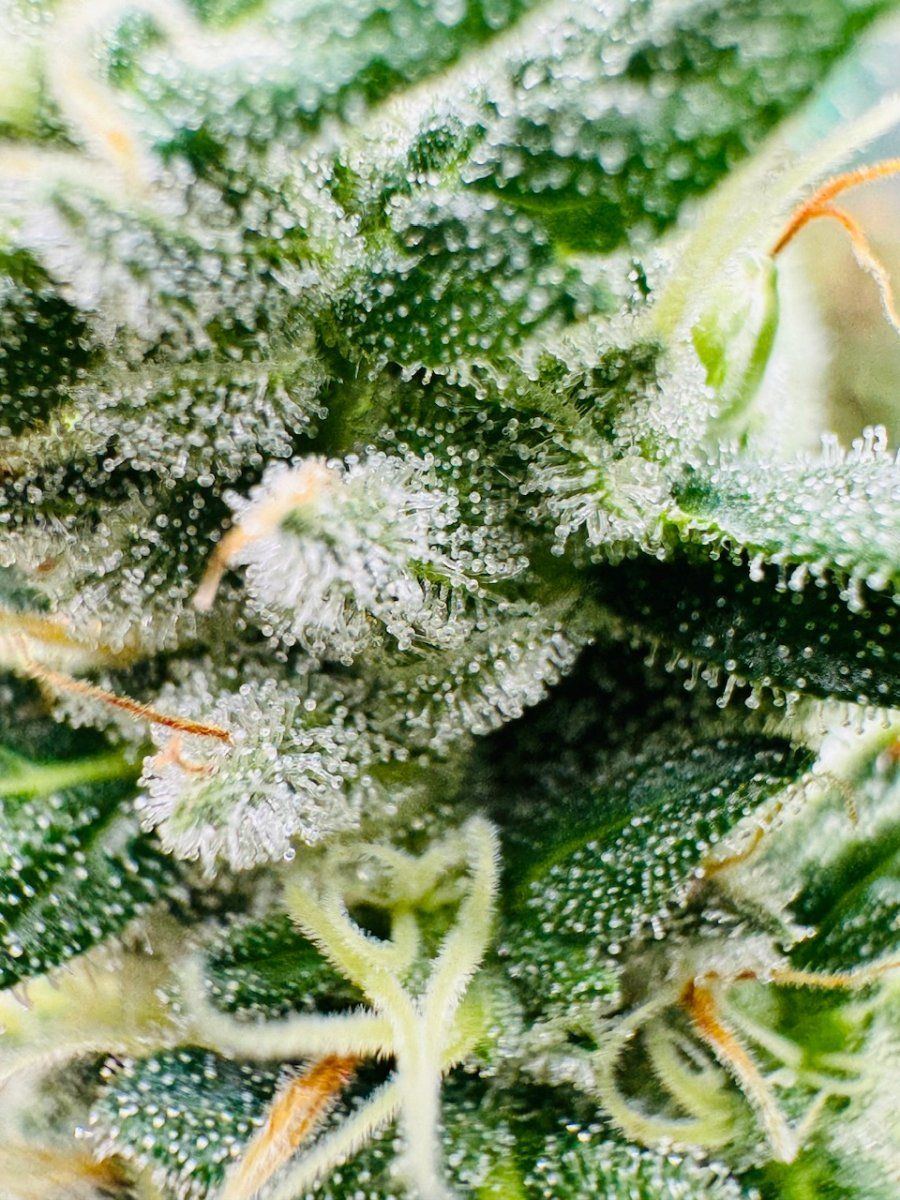 IMG 7586