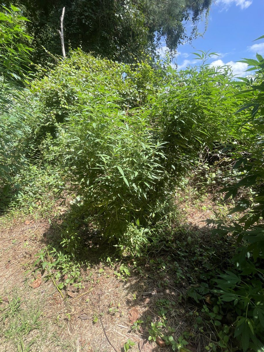 IMG 7589