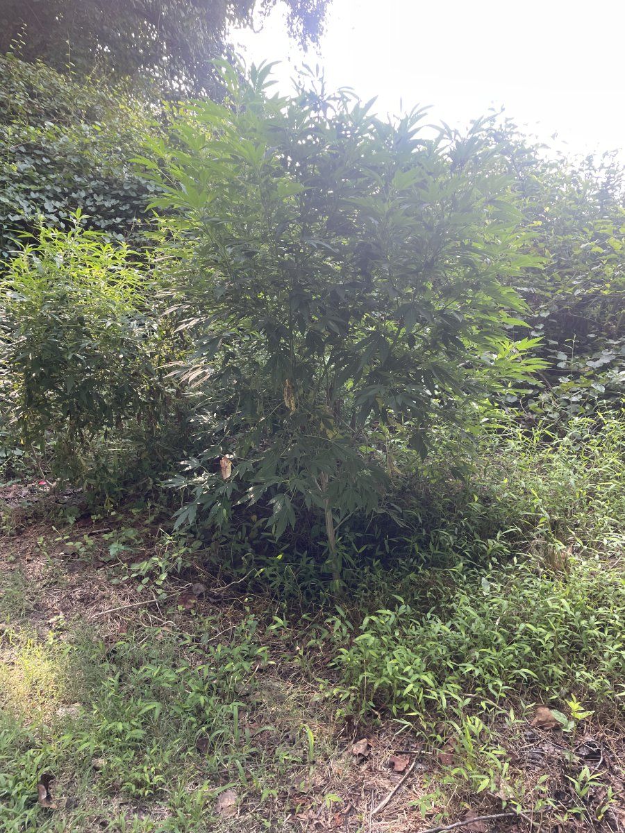 IMG 7610