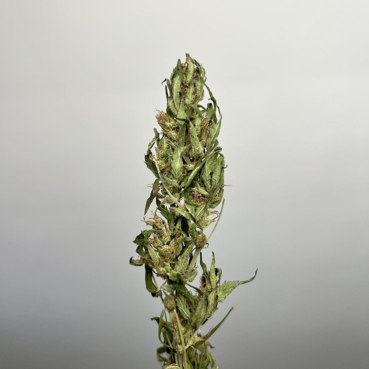 IMG 7660
