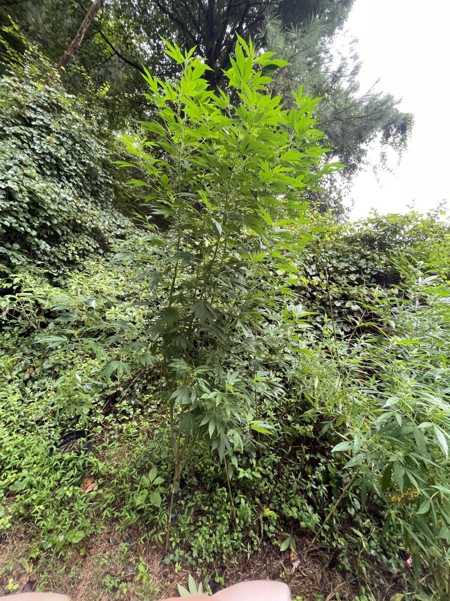 IMG 7686