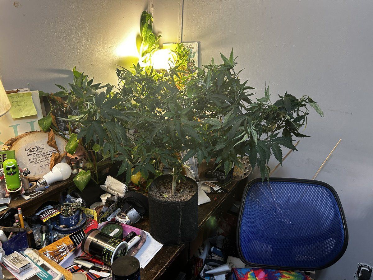 IMG 7702