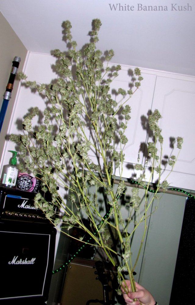IMG 7739