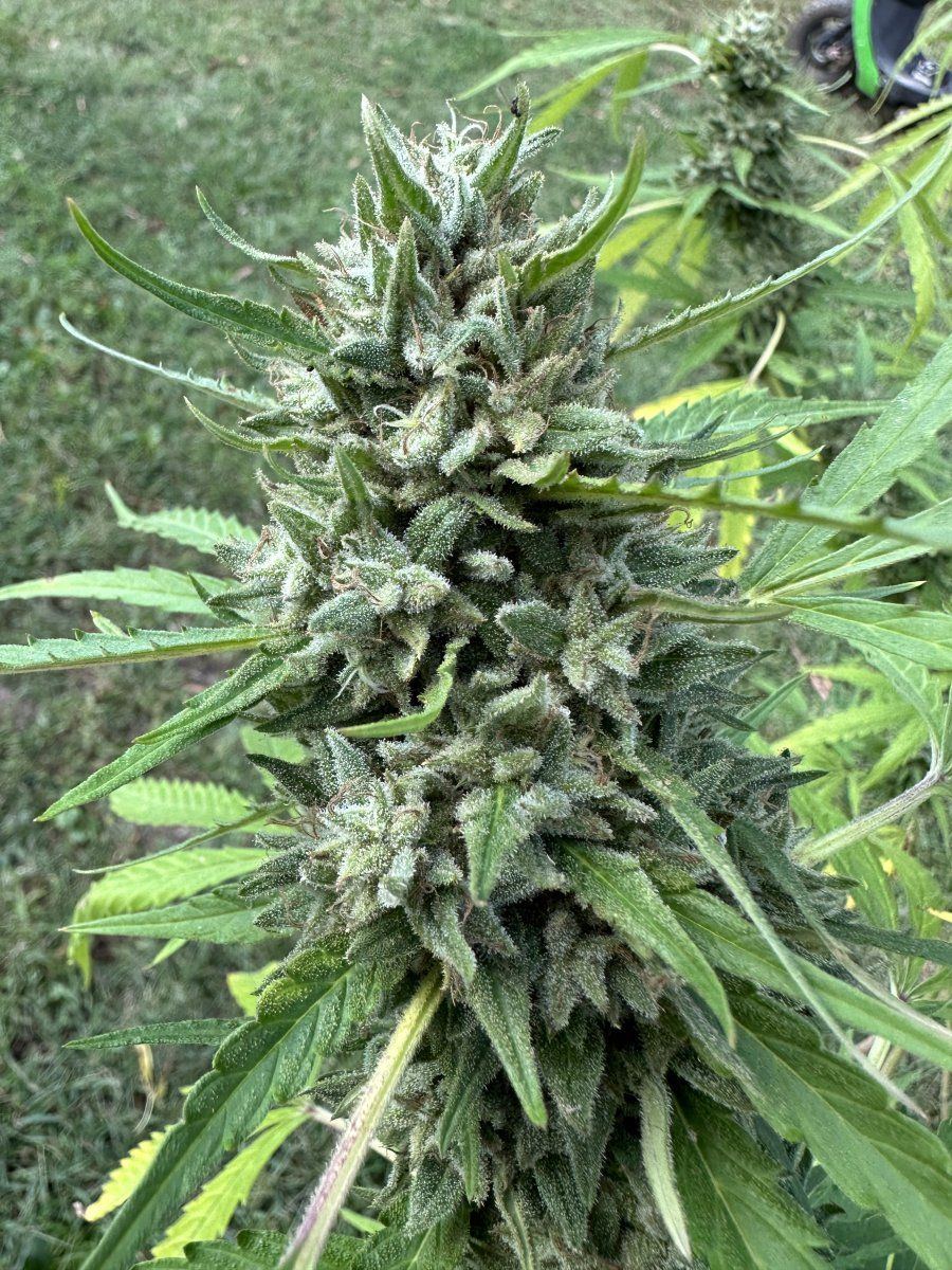 IMG 7785