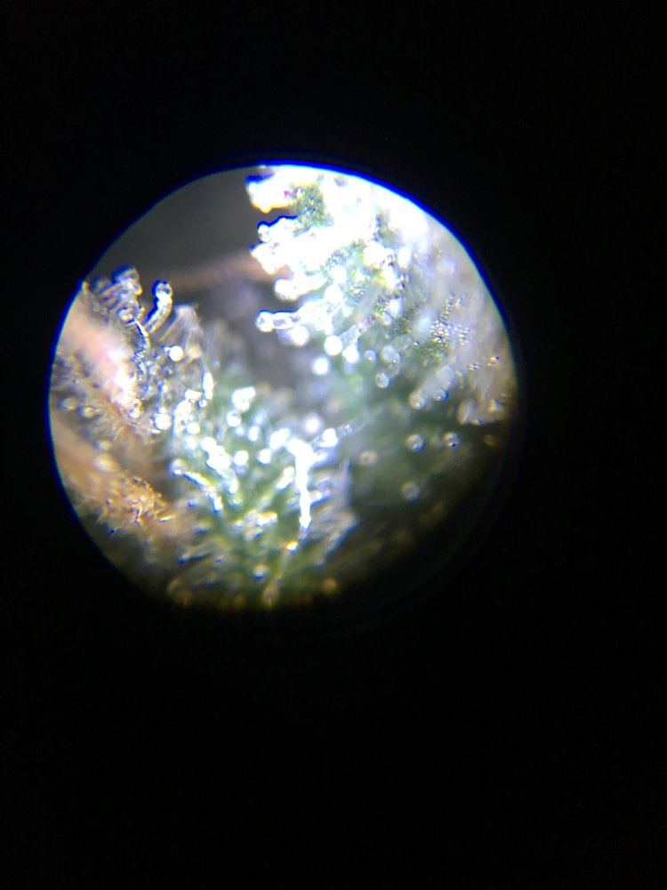 IMG 7870