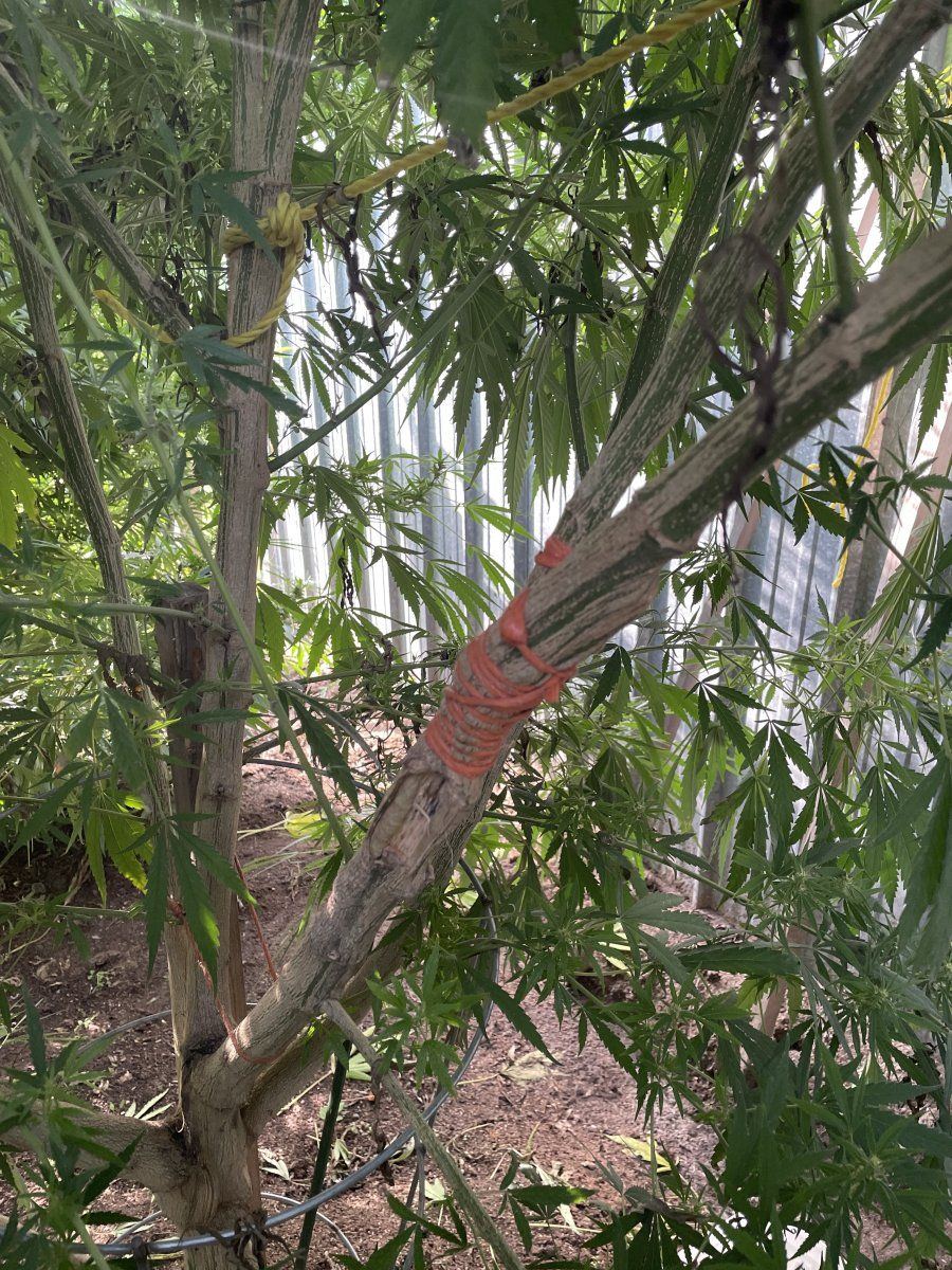 IMG 7884