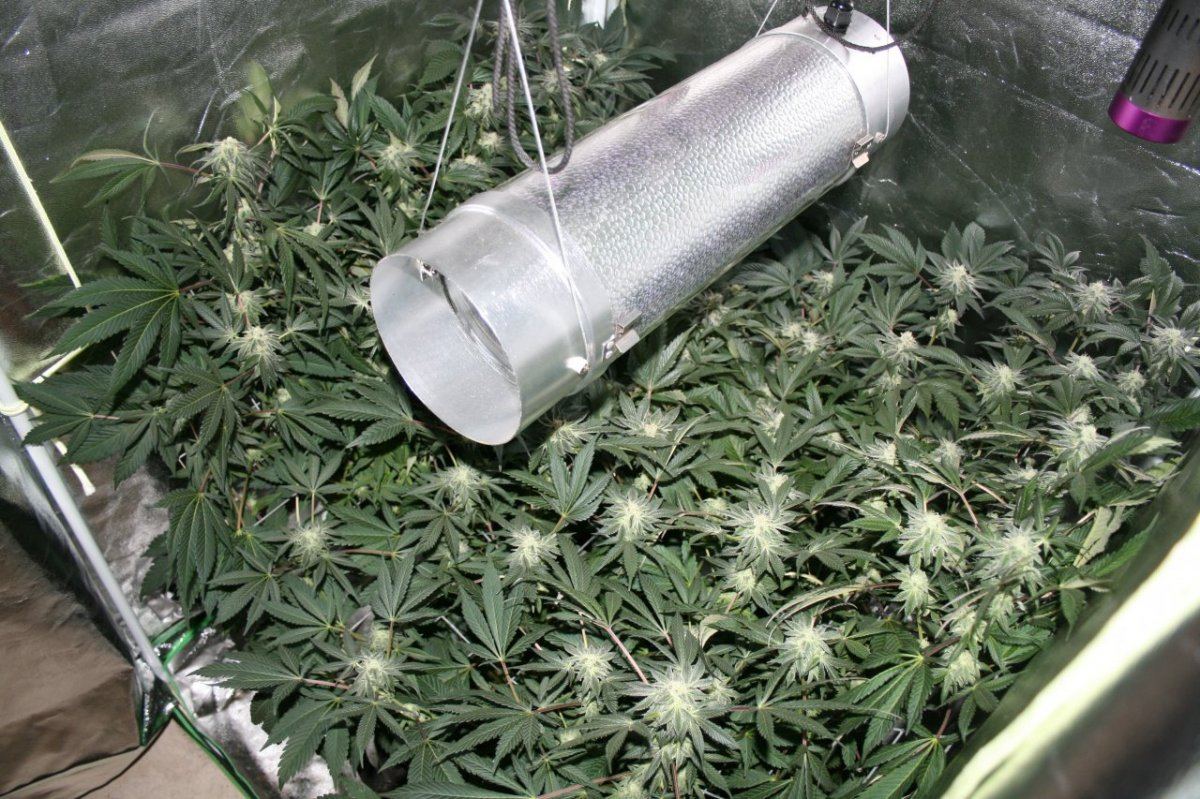 IMG 8087