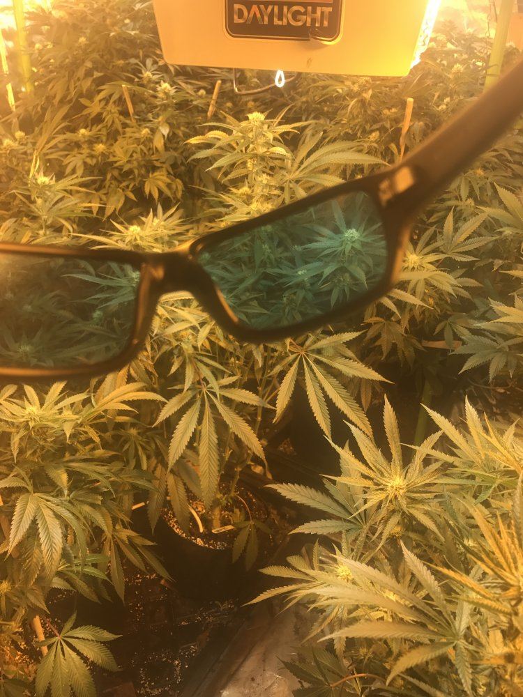 IMG 8299